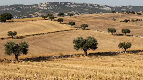 Plateau de Valensole, illustration